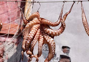 Eating live octopods in front of the camera? Eating live octopods in front of the camera?